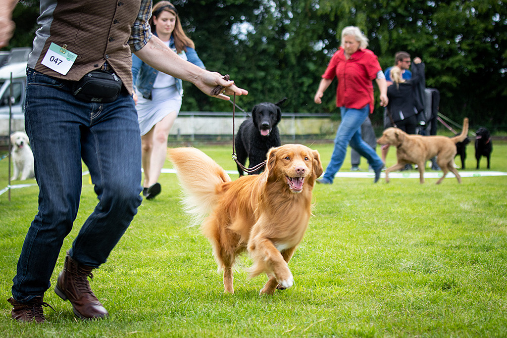 Edison läuft voller Freude im Ehrenring, im Hintergrund laufen Curly und Chessie