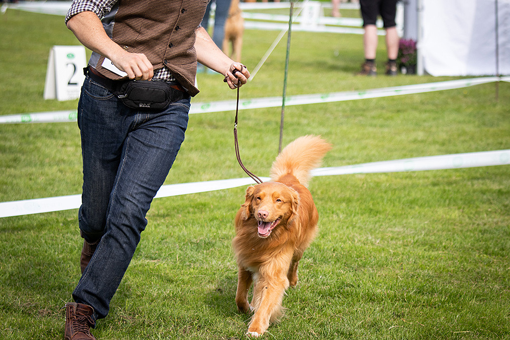 Edison läuft freudig neben Stephan im Ring