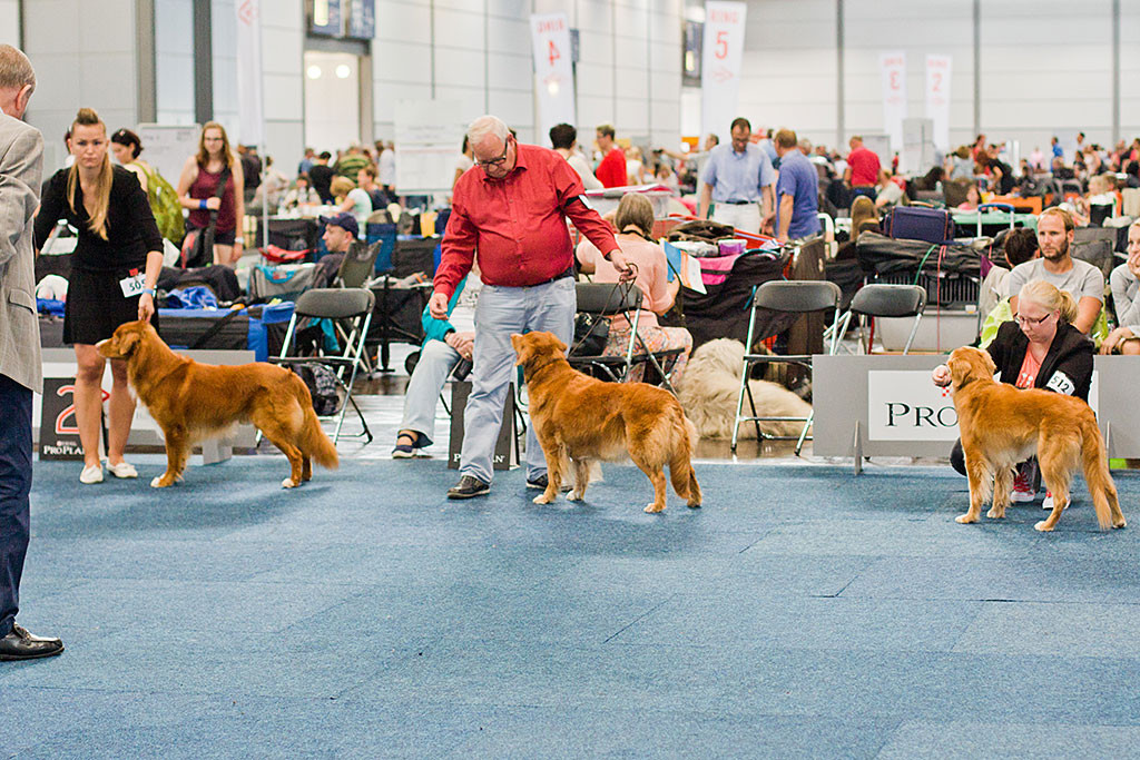 Shaggy Toller’s White Banjo Boy, Shaggy Toller’s New Swedish Design und Tollca’s Blueberry Martini bei der Wal zum besten Hund der Rasse