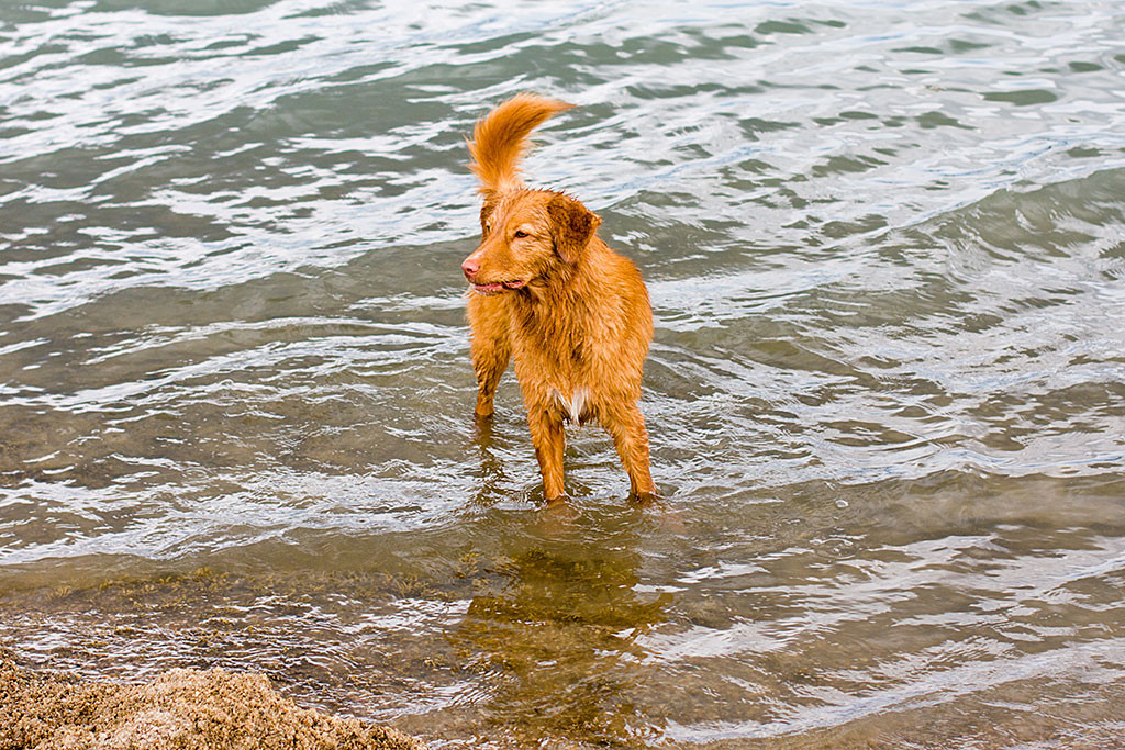 Eine nasse Ivalu steht mit dem Füßen im Wasser am Ufer