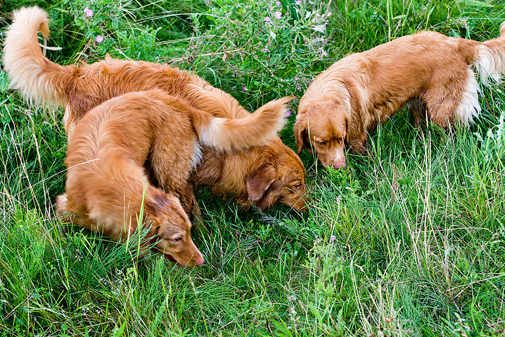 Edison, Ivalu und Bonny beim Schnüffeln im Gras
