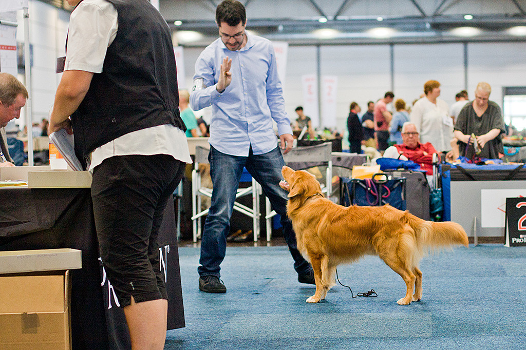 Edison steht unangeleint vor dem Richtertisch in Pose während Stephan vor ihm anzeigt, dass er bleiben soll