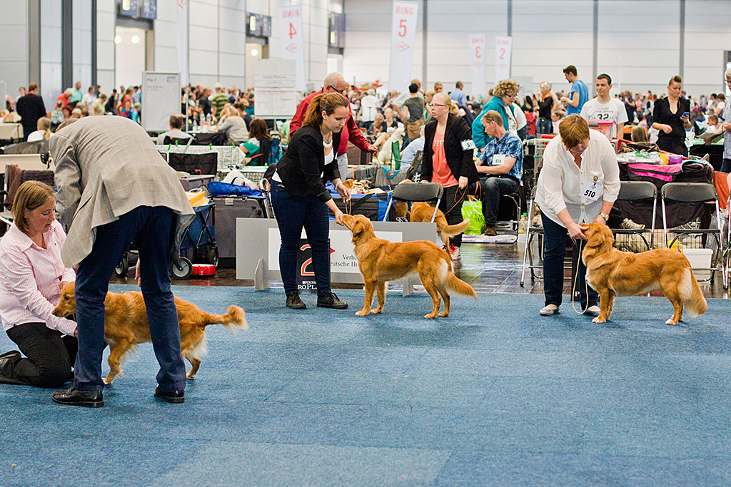 Die Hündinnen in der Jugendklasse – Rhineferry’s Ruadhan Little Jewel, Sheshebens Hunter Citali Ivalu, Princess from Bonaire of Red Glory