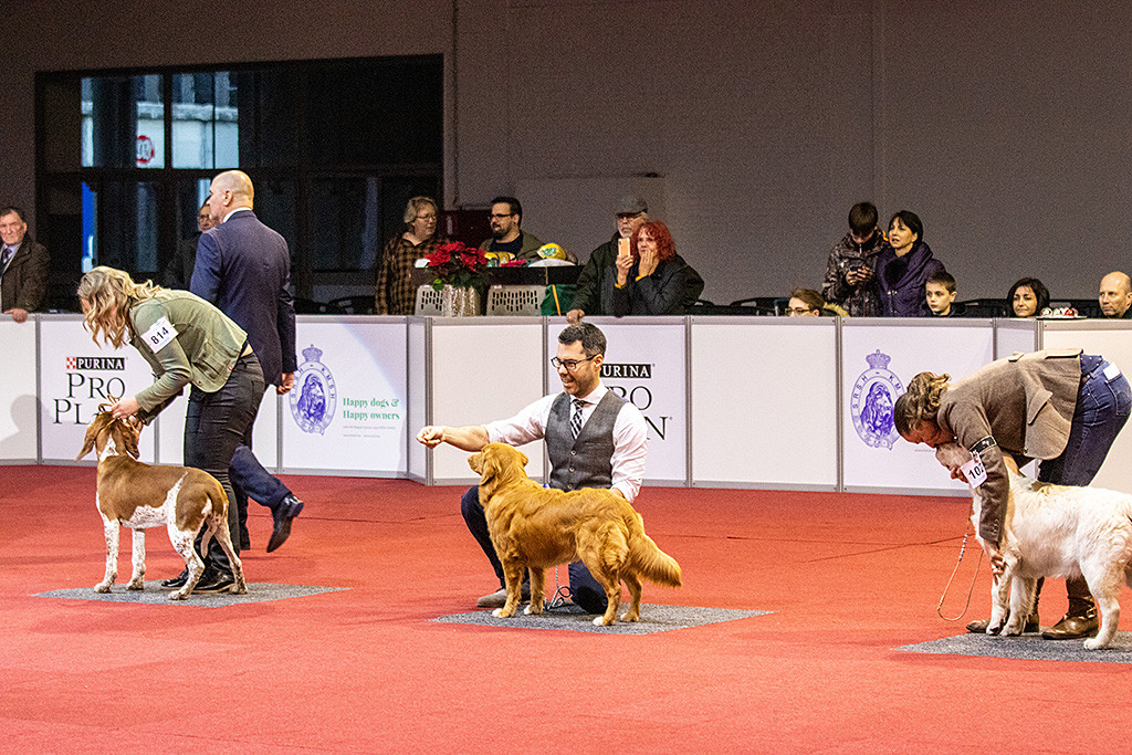 Newton in der Shortlist der besten sechs Puppies des Tages