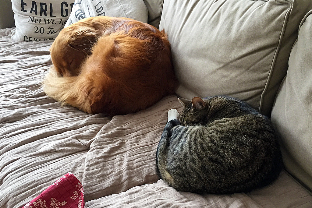 Edison liegt neben seiner Katze auf dem Sofa, beide haben sich eingerollt