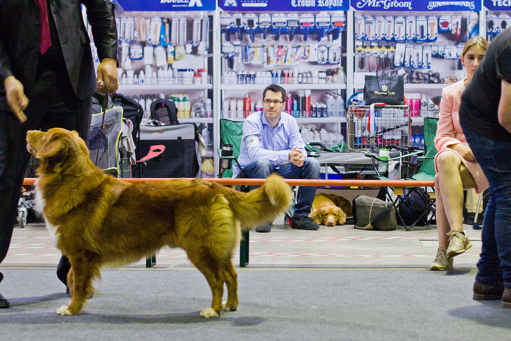 Edison liegt in seinem offenen Kennel und schaut mit Stephan beim Richten der Champions zu