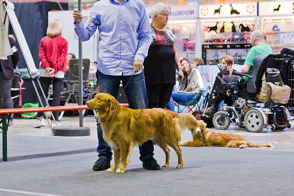 Edison posiert bei der Wahl zum besten Rüden, im Hintergrund liegt Paika auf dem Bauch und schaut zu