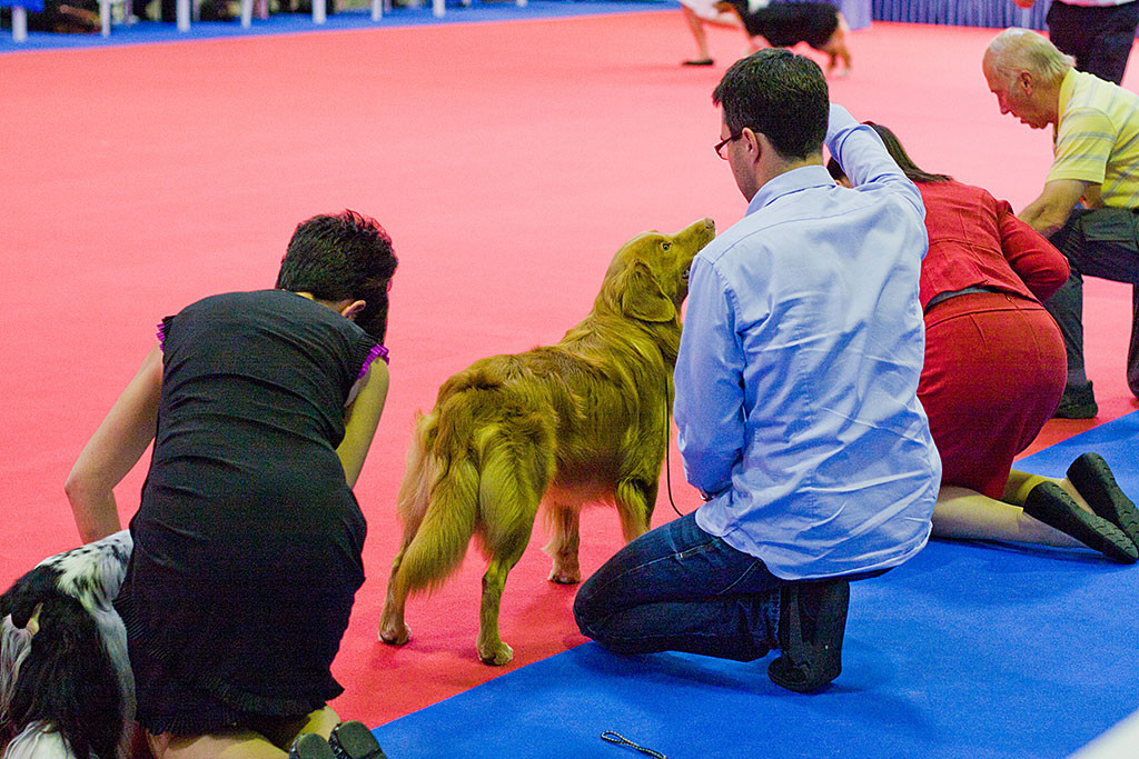 Edison posiert noch einmal mit den Hunden der engeren Auswahl
