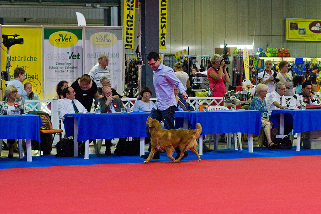 Edison läuft immer noch mit stolzgeschwellter Brust auf der Geraden im Ehrenring