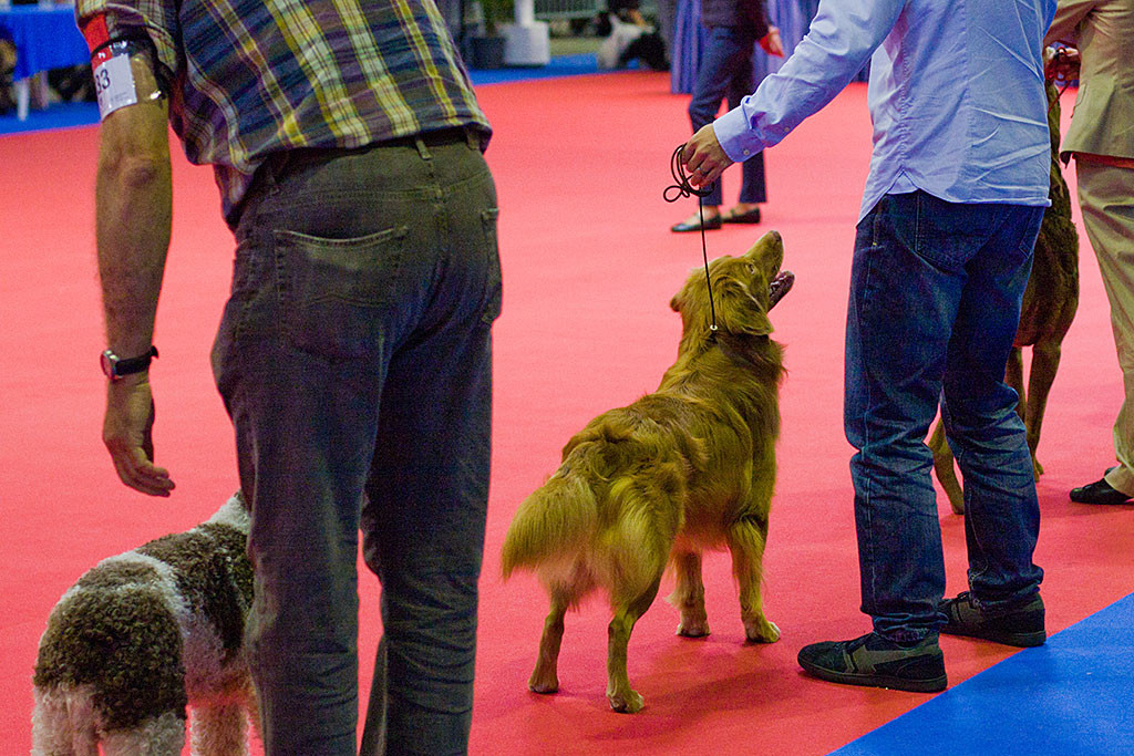 Edison posiert mit den anderen Hunden um die Wette