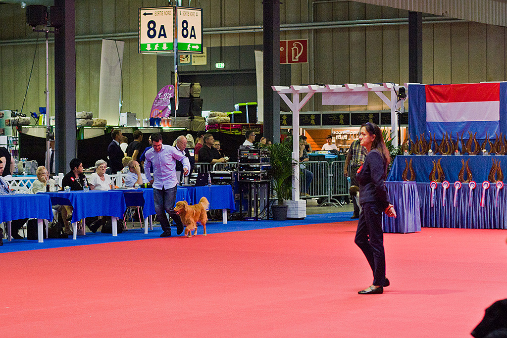 Edison läuft freudig und mit stolzgeschwellter Brust mit Stephan durch den Ehrenring