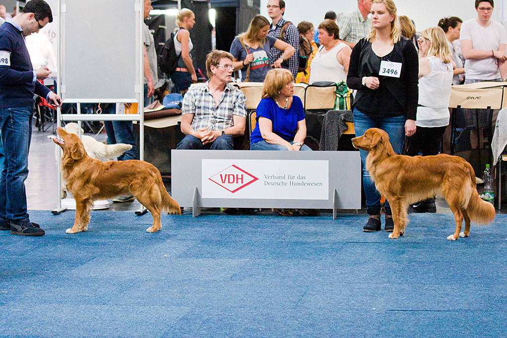 Edison und »Gismo the Diligent Red Hunter« stehen im Ring