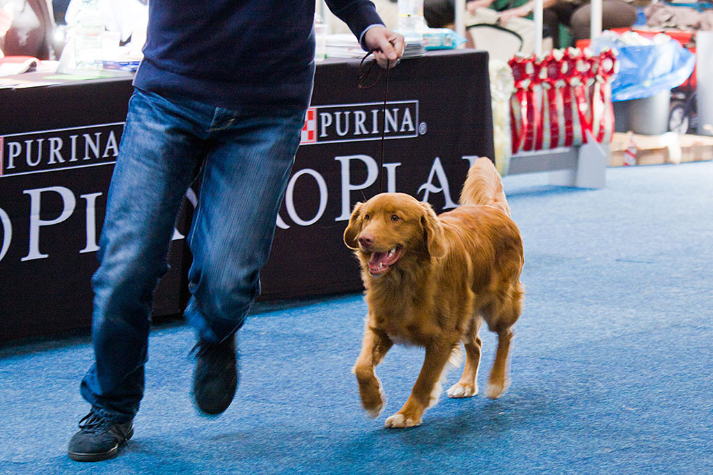 Edison läuft mit Stephan bei der Wahl zum besten Junghund