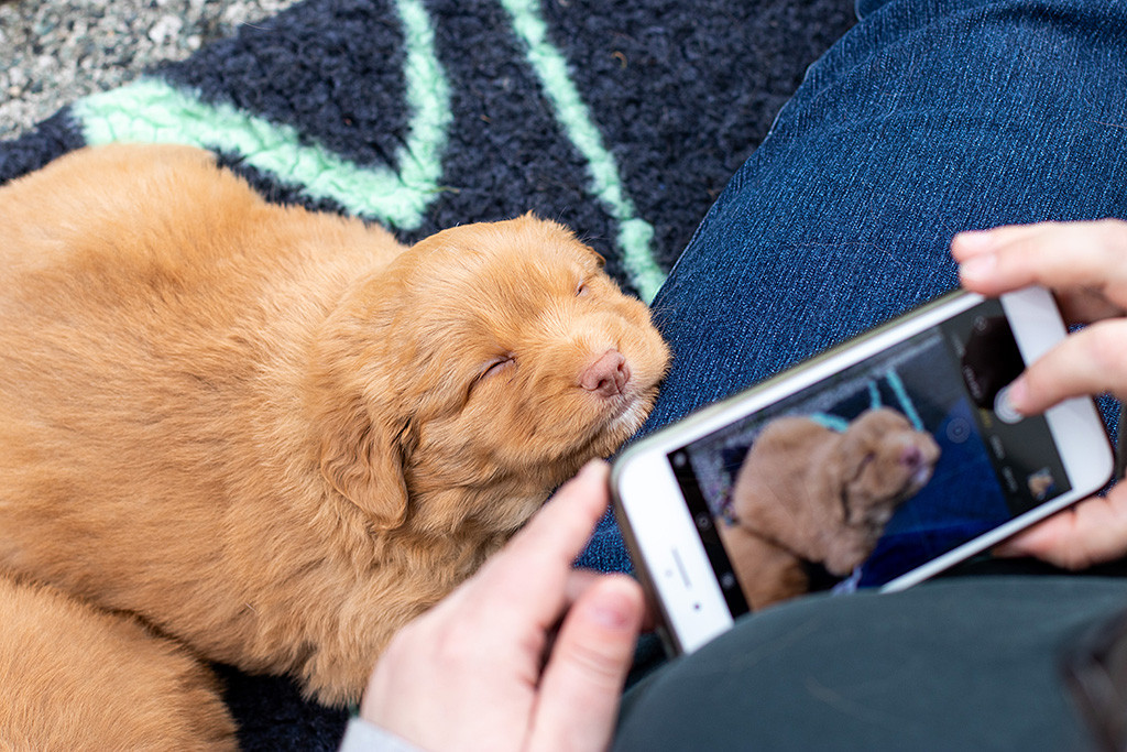 Mister Grau legt seinen Kopf auf Julias Bein und schläft