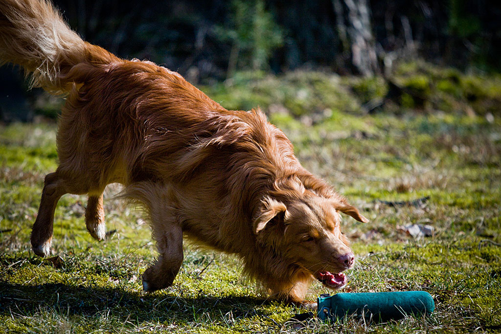 Edison kurz vorm Aufnehmen des Dummies
