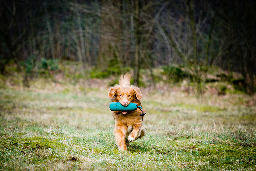 Edison läuft mit Dummy im Fang auf die Kamera zu
