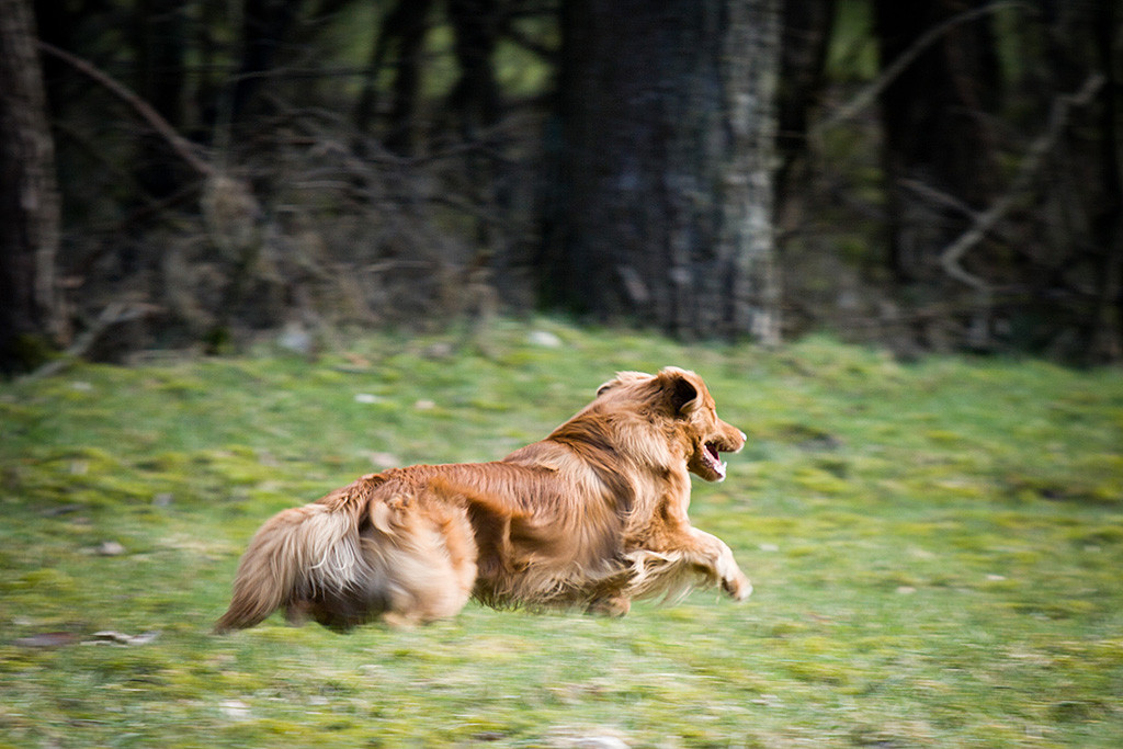 Edison flitzt im Affenzahn über die Wiese