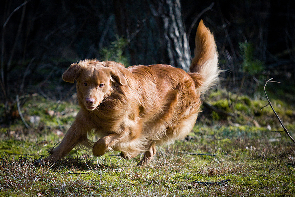 Edison in Seitenlage schlägt einen Haken