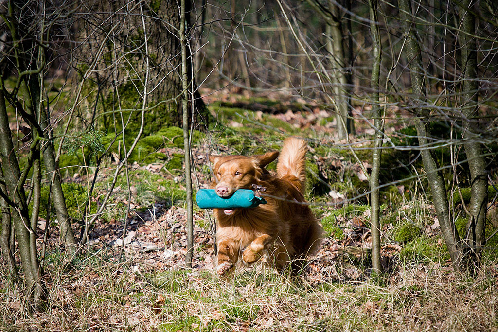 Edison läuft mit Dummy im Fang aus dem Wald heraus
