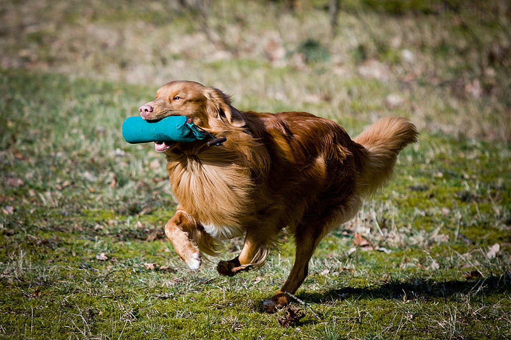 Edison fliegt mit Dummy im Fang über die Wiese