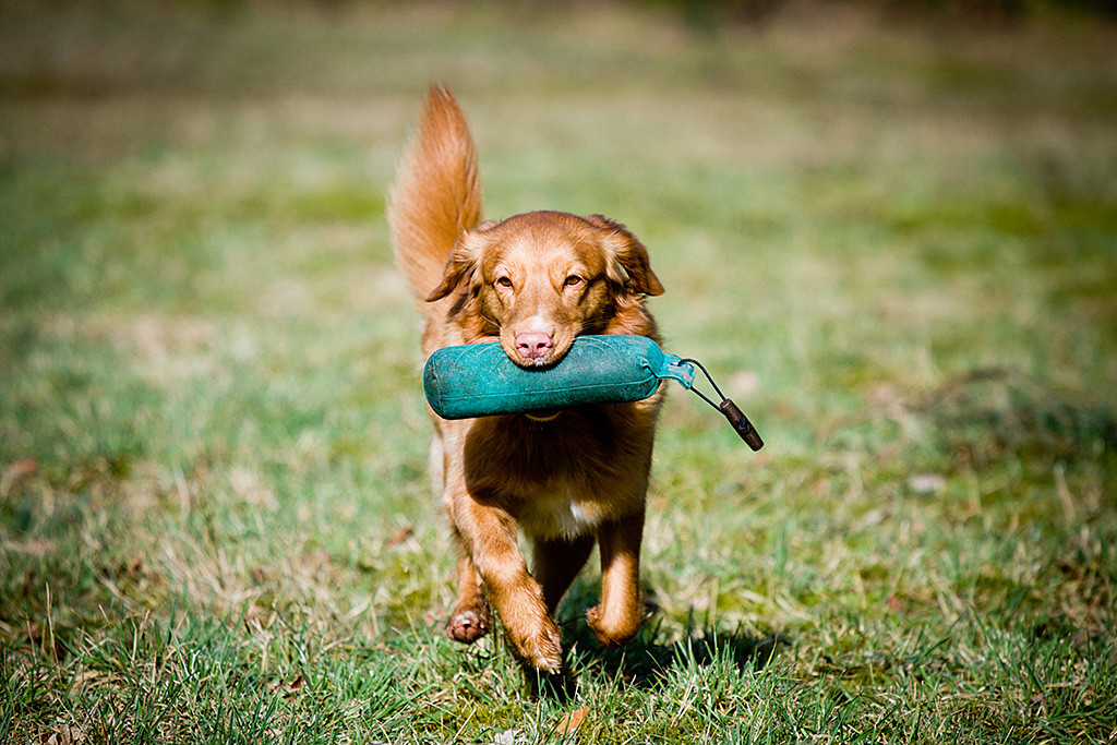 Ivalu läuft mit Dummy im Fang auf die Kamera zu
