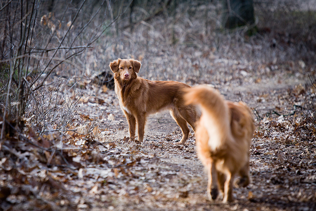 Edison läuft auf Ivalu zu, die im Hintergrund stolz auf dem Waldweg steht