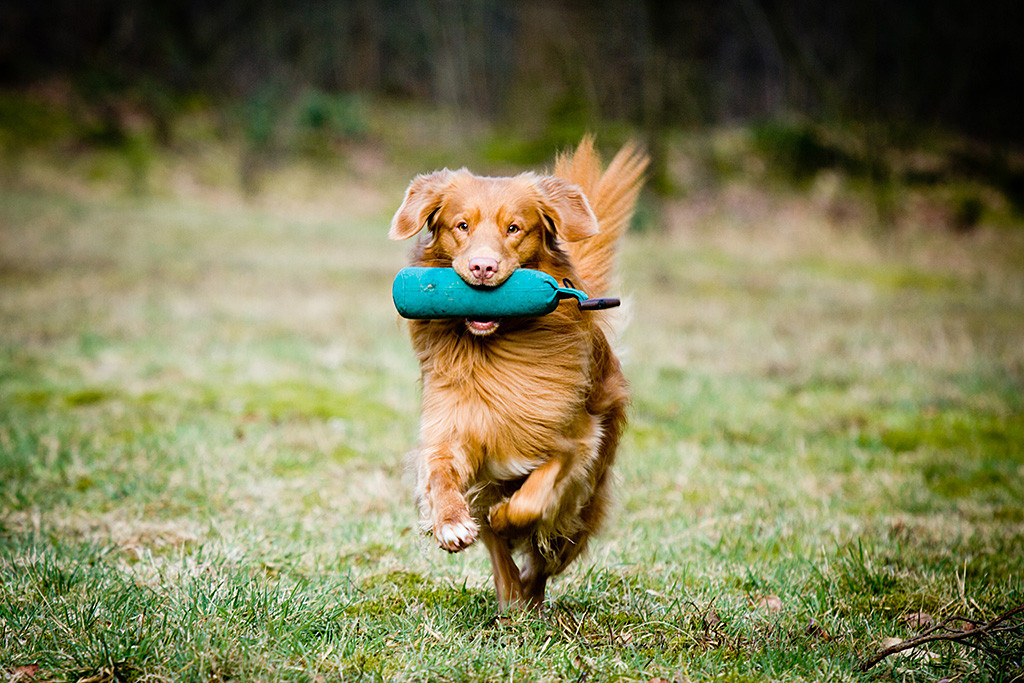 Edison sprint mit Dummy im Fang auf die Kamera zu