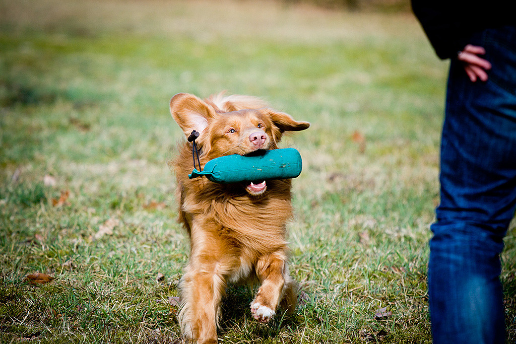 Edison kommt mit Dummy im Fang bei Stephan an, schaut zu ihm hoch und ist kurz davor einzuparken