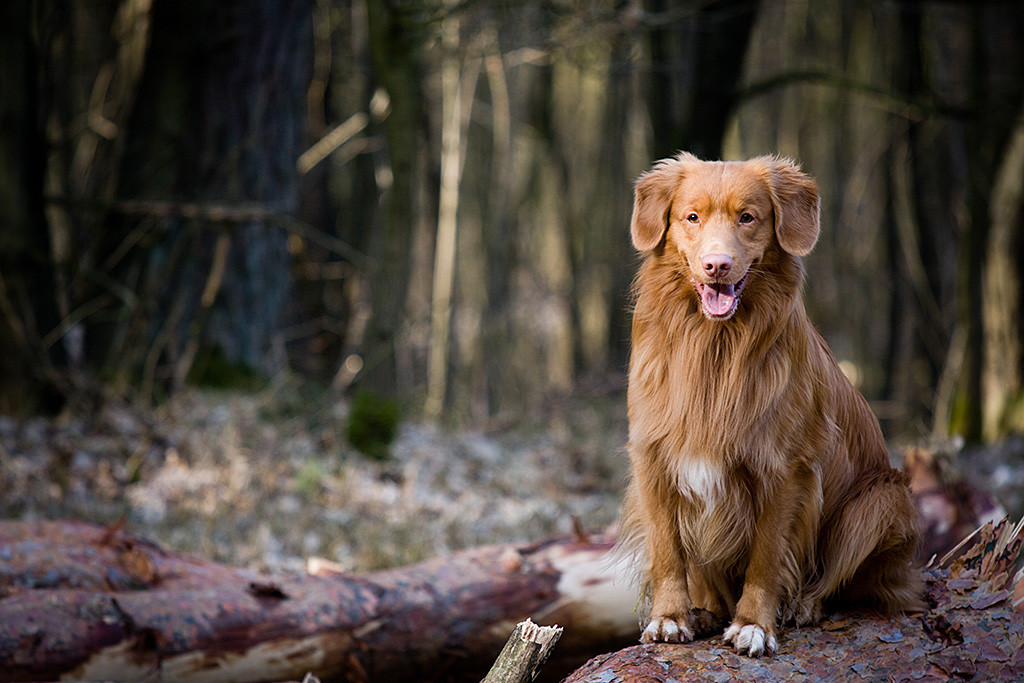 Edison sitzt auf einen umgefallenen Baumstamm und lächelt dabei