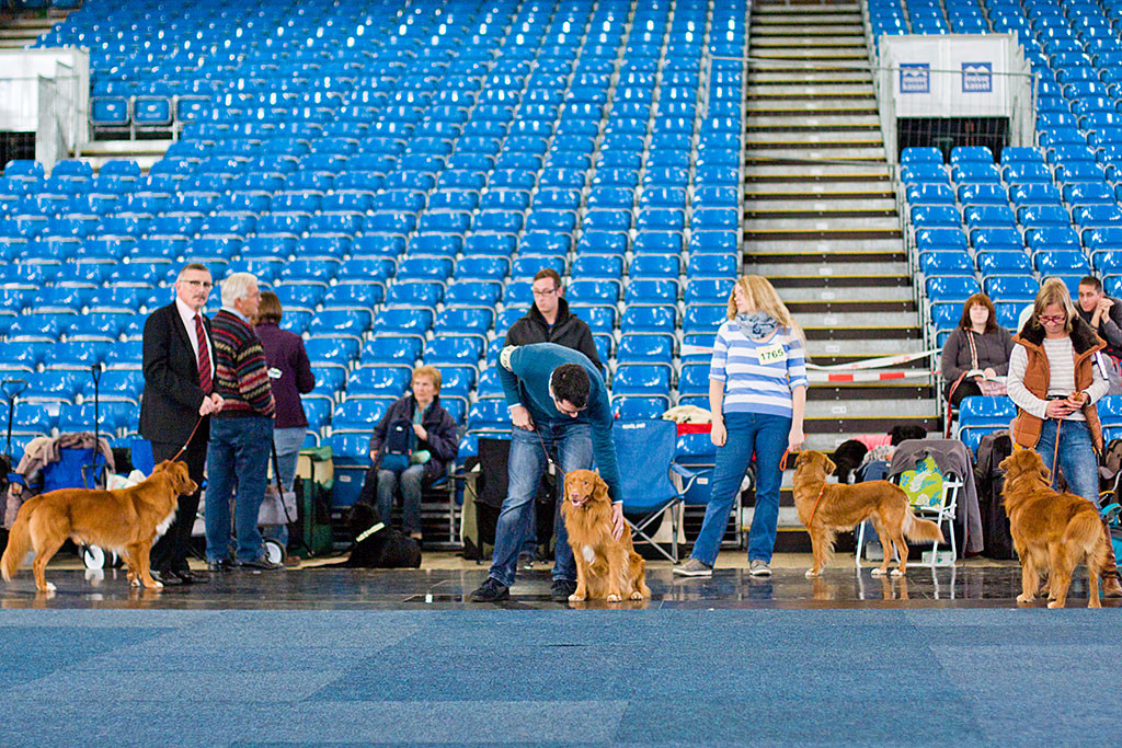 Edison sitzt außerhalb des Rings neben Stephan und lässt sich von ihm kraulen, neben ihnen sind noch weitere Toller zu sehen