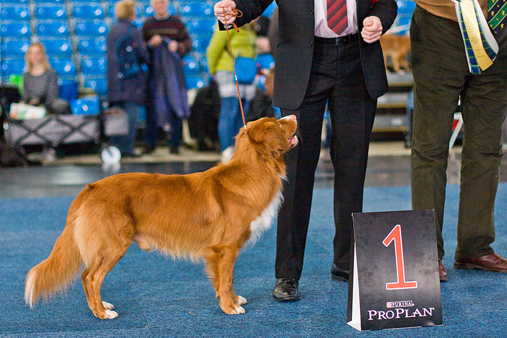 Rüde »Kitimat Pistachio« gewinnt die Wahl zum Rassebesten