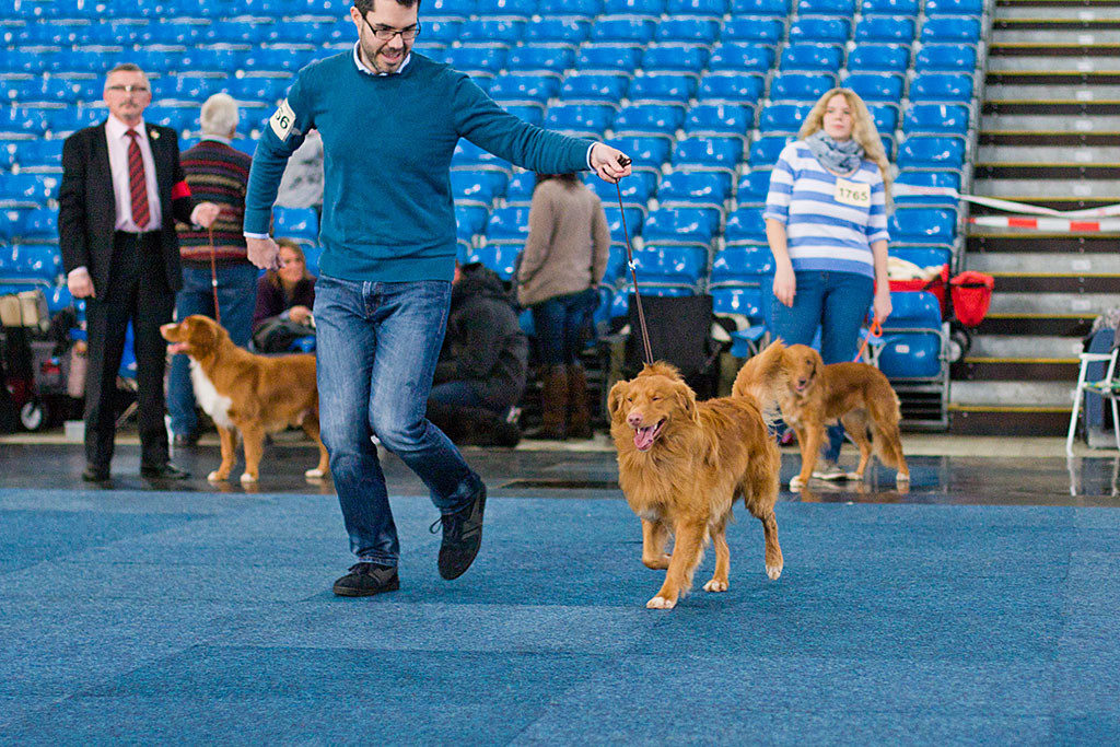 Edison läuft geführt von Stephan auf einer Geraden durch den Ring, beide haben Spaß