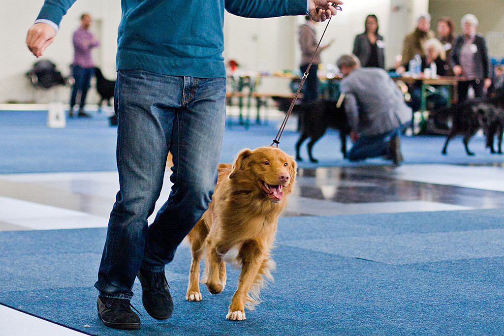 Edison läuft lächelnd geführt von Stephan durch den Ring