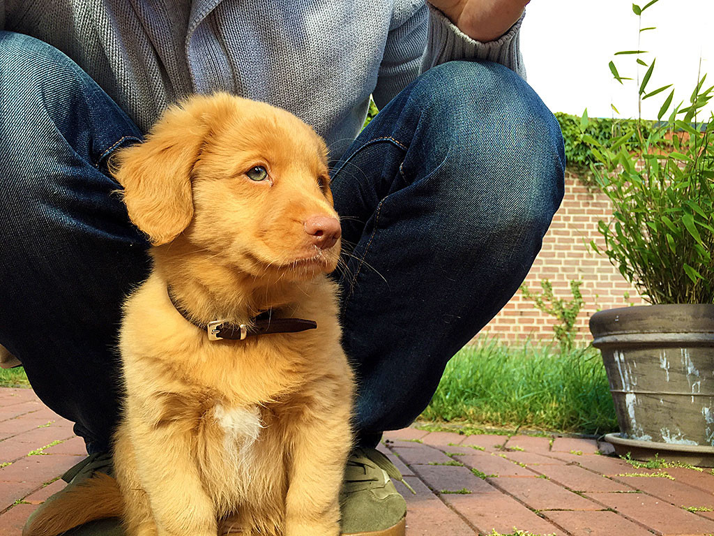 Edison sitzt vor Stephan mit seinem ersten Halsband