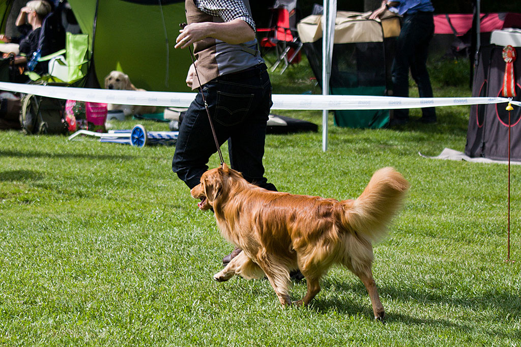 Edison läuft geführt von Stephan durch den Ring