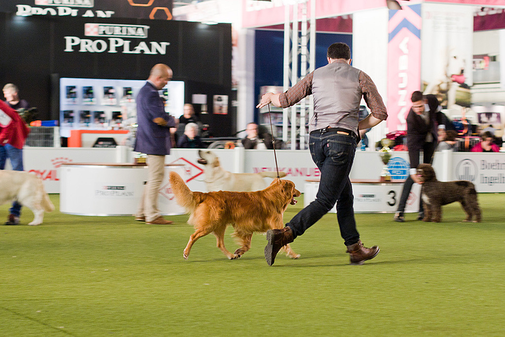 Edison bei der Gangwerkprobe auf der Geraden vom Richter weg