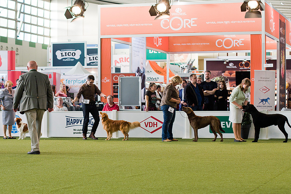 Edison steht mit Stephan zwischen Kooikerhondje und Chesapeake-Bay-Retriever während sich der Richter alle Hunde anschaut