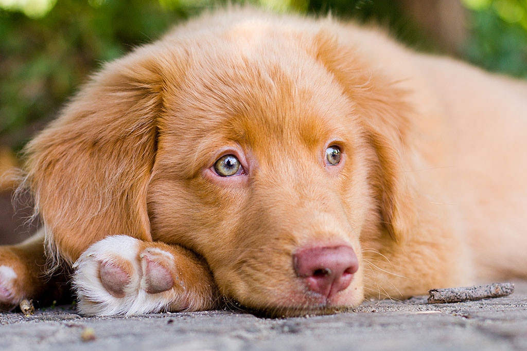 Edison liegt auf seinen Pfoten