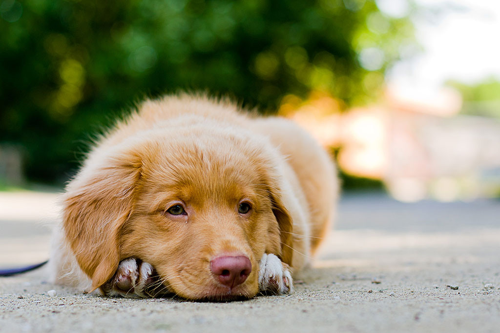 Edison liegt mit dem Kopf zwischen seinen Pfoten
