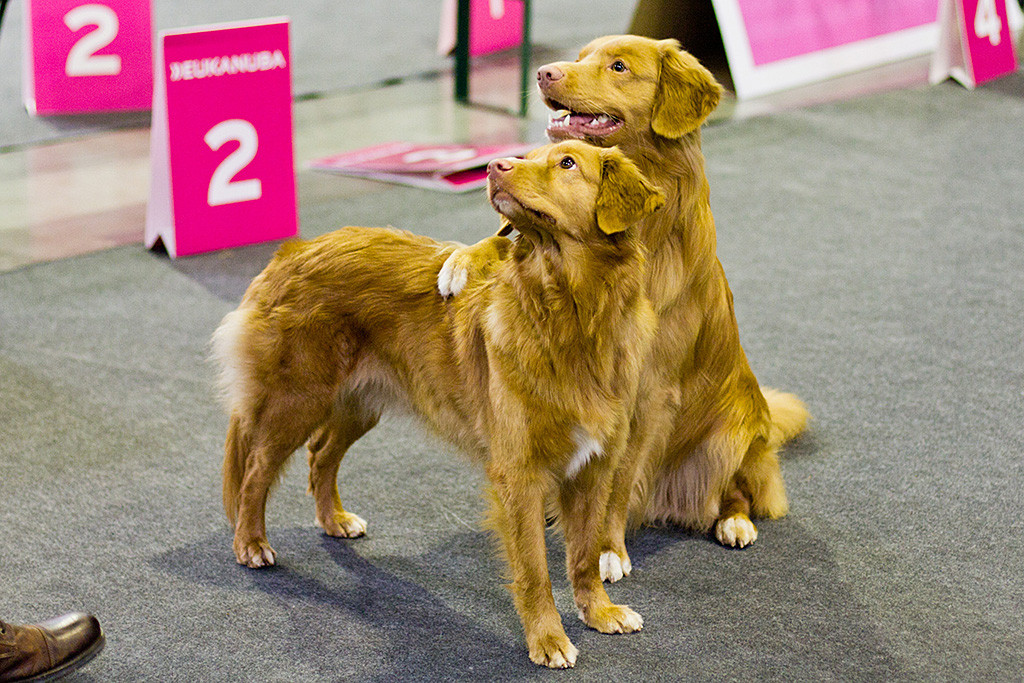 Edison legt sitzend eine Pfote auf Ivalu ab, die vor ihm steht