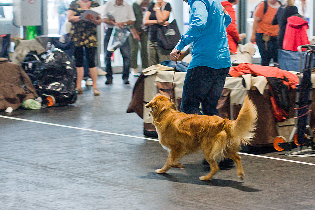 Edison läuft mit guter Körperspannung an Stephans linker Seite