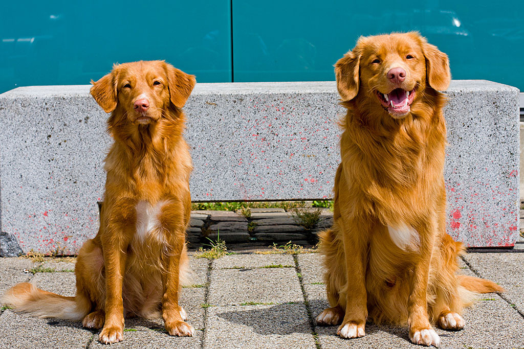 Sheshebens Hunter Citali Ivalu und Edison