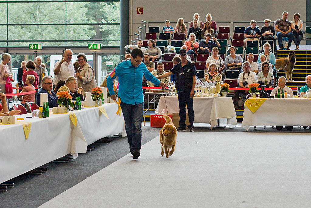 Edison läuft mit Stephan im Ehrenring und schaut dabei frech zur Seite