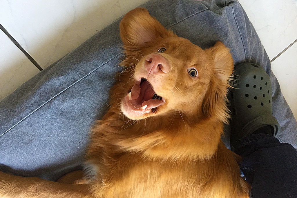 Edison tollt fröhlich zwischen Stephans Beinen herum