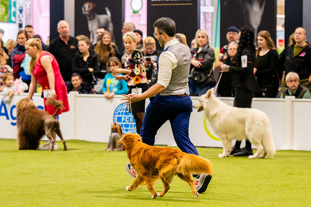 Newton bei der Gangwerkprobe im perfekten Kreuzgang auf den Richter zu, im Hintergrund sind andere Finalteilnehmer zu sehen