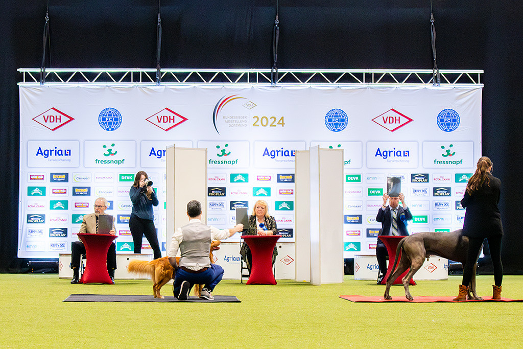 Newton und die Deutsche Dogge blau bei der letzten Stehprobe, alle drei Richter halten das schwarze Kärtchen hoch und sehen Newton als Sieger