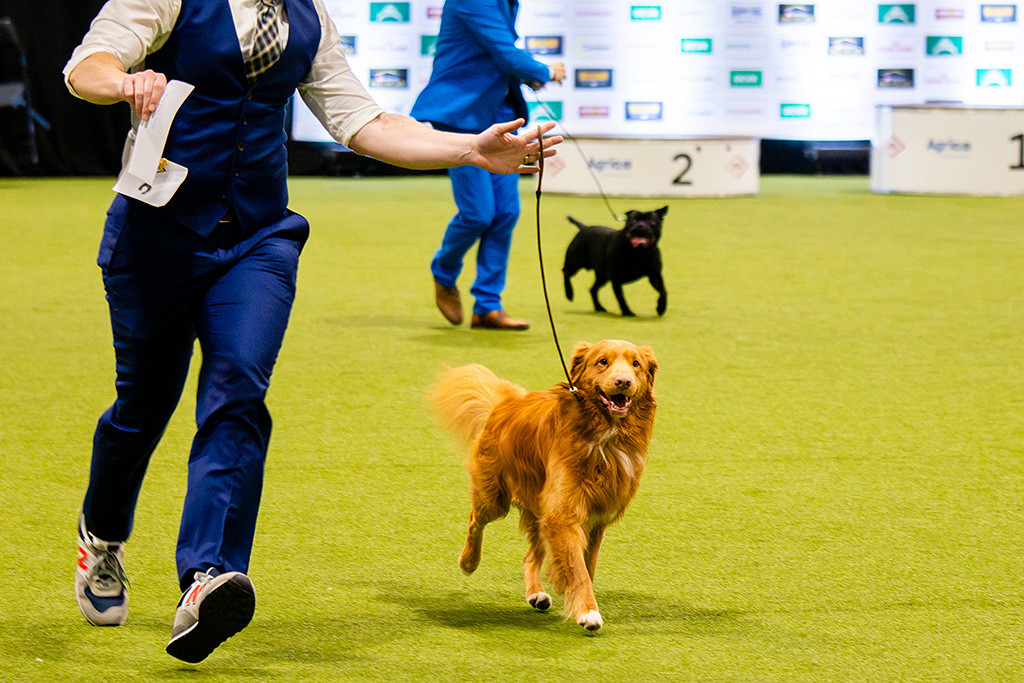 Newton läuft freudestrahlend an Stephans Seite durch den Ring, im Hintergrund ist der Staffordshire Bull Terrier und sein Handler zu sehen