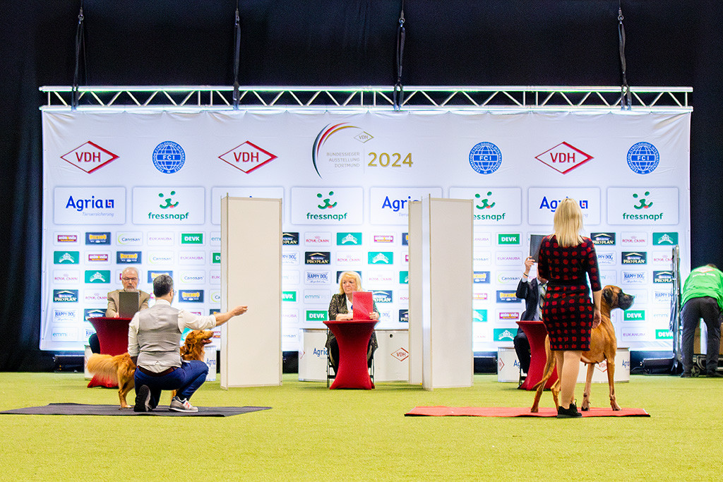 Newton und die Deutsche Dogge gelb bei der letzten Stehprobe, die zwei männlichen Richter halten das schwarze Kärtchen hoch, die Richterin in der Mitte das rote, Newton ist der Sieger