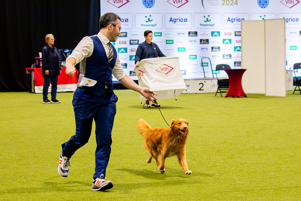 Newton läuft freudig im perfekten Kreuzgang an Stephans Seite durch den Ring, im Hintergrund wird ein Tisch für kleinere Rassen aufgebaut