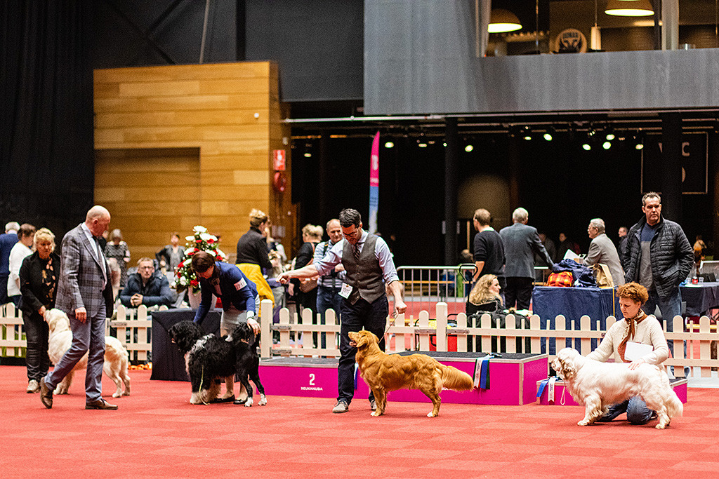 Newton steht im Lineup der Gruppe 8 Junghunde zwischen spanischem Wasserhund und Clumber Spaniel